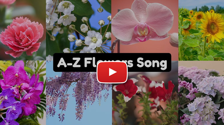 bugpapa-flowers-song.jpg
