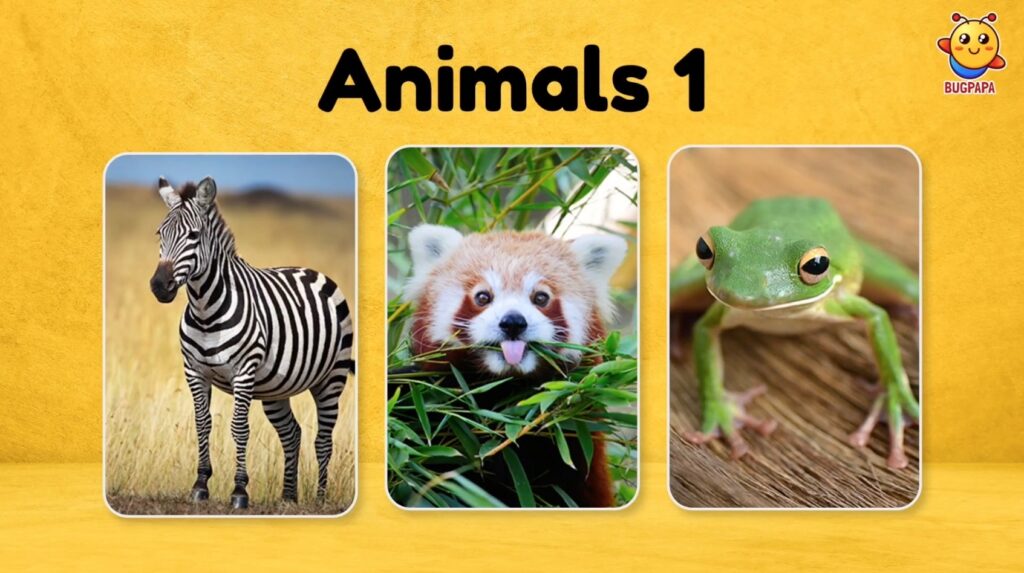 Learn about animals. Phonics Song. Learn phonics with real photos and images with Bugpapa