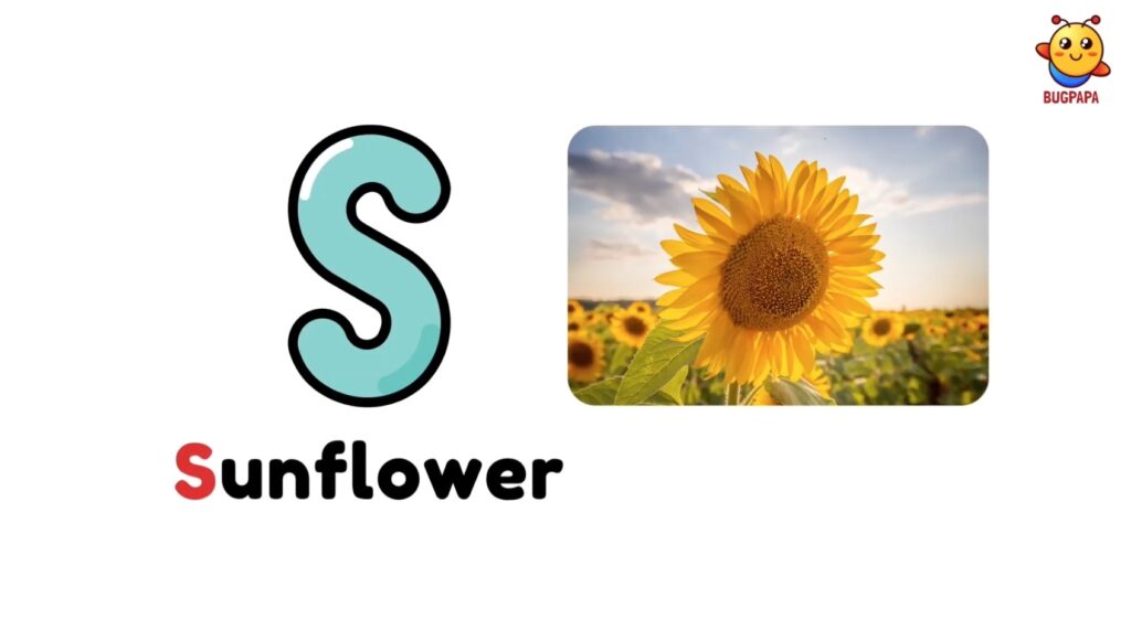 S is for Sunflower. ABC Plants and flowers phonics Song. Learn phonics with real photos and images with Bugpapa
