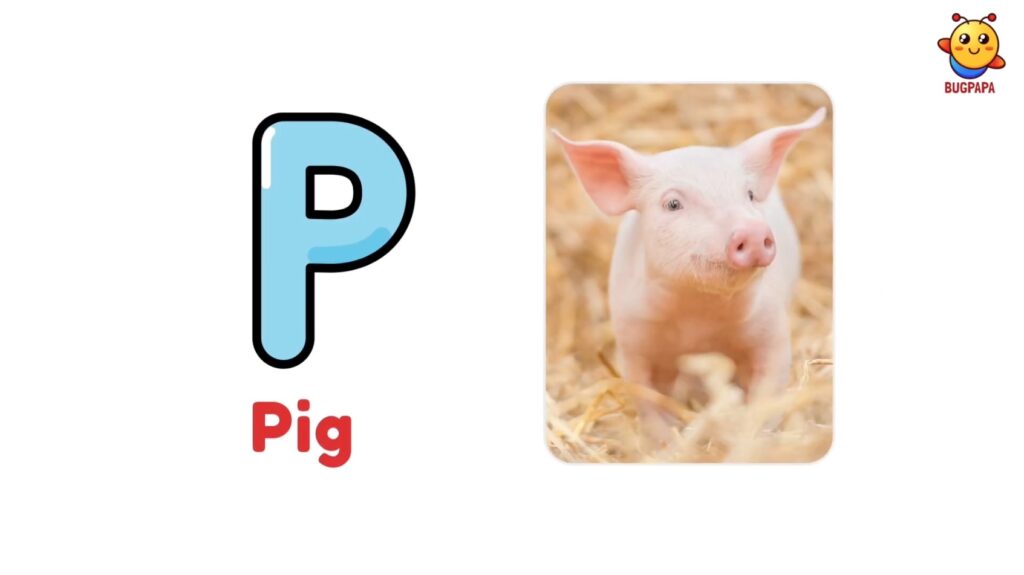 P is for Pig. Ato Z Animal Phonics Song. Learn phonics with real photos and images with Bugpapa