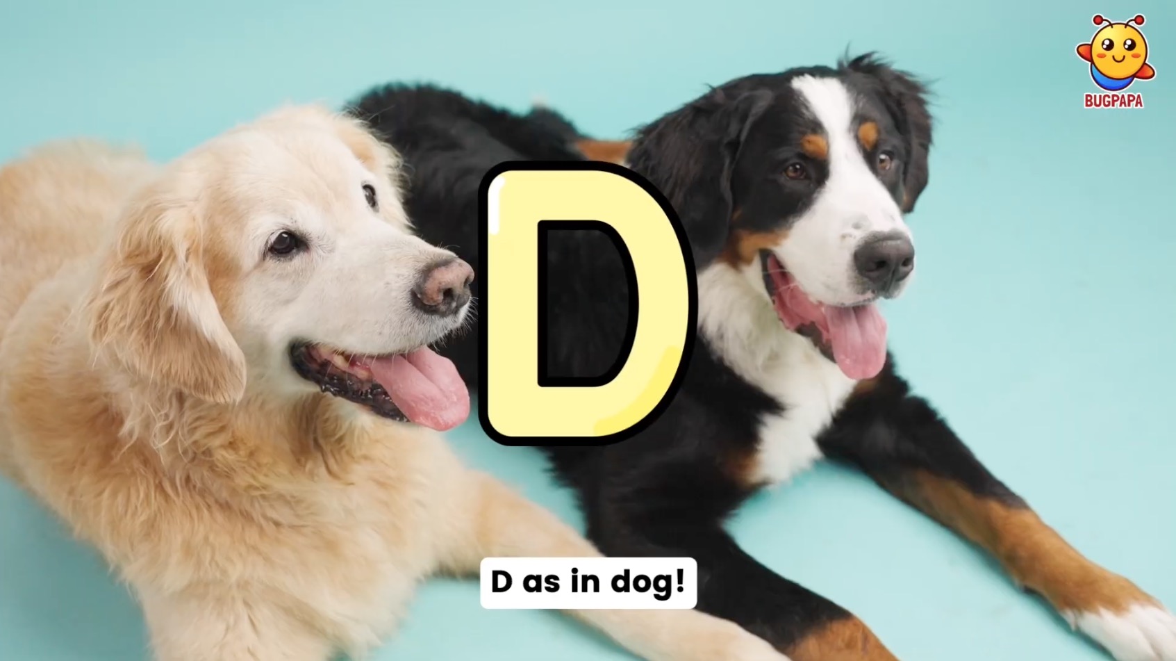 D as in Dog. Learn phonics with real photos and images with Bugpapa