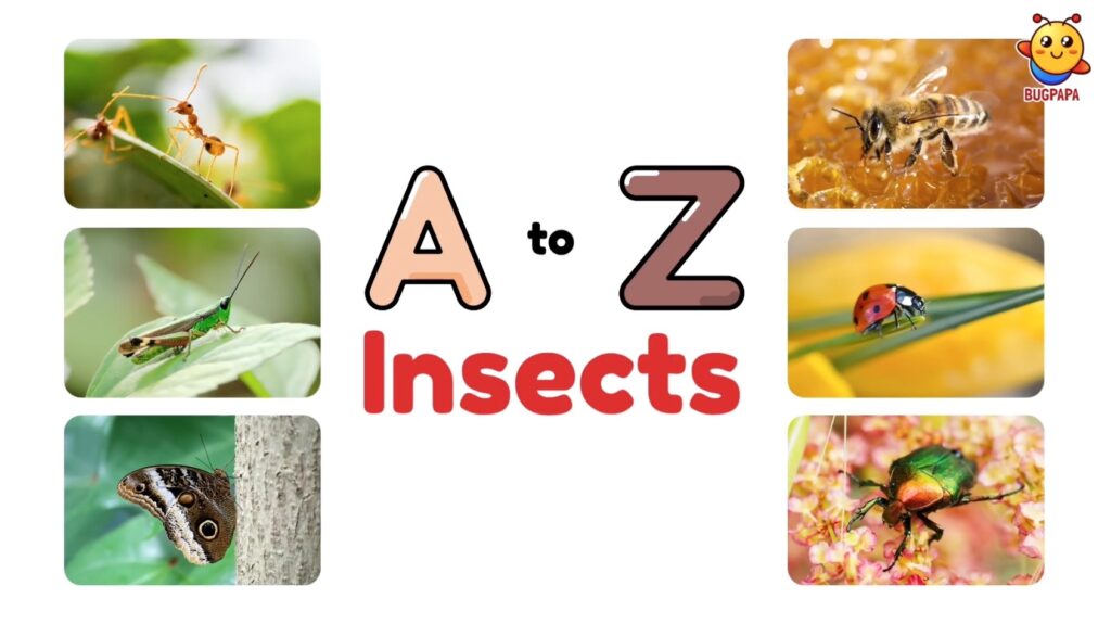 ABC Insects, A to Z Insect Phonics. Learn phonics with real photos and images with Bugpapa