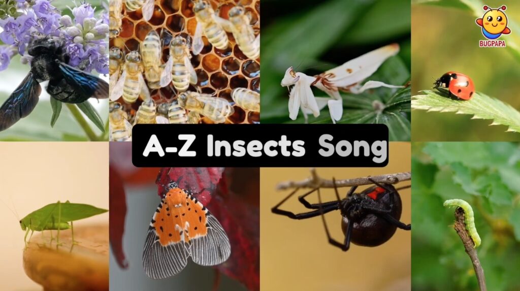 ABC Insects, A to Z Insect Phonics. Learn phonics with real photos and videos with Bugpapa